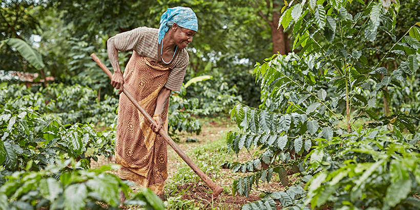 WORKING TOWARDS A DECENT STANDARD OF LIVING FOR SMALLHOLDER COFFEE FARMERS IN THE MOUNT ELGON REGION