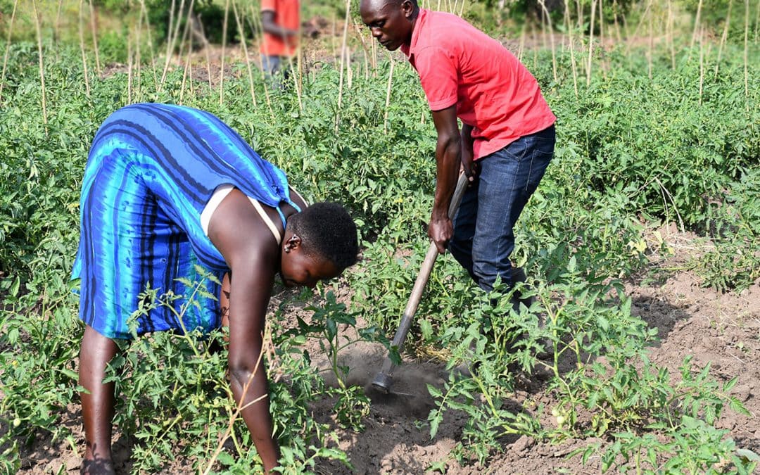 Food System Transformation Needs to Work for All: Why Youth in the Semi-Arid Drylands are Underserved in Agriculture