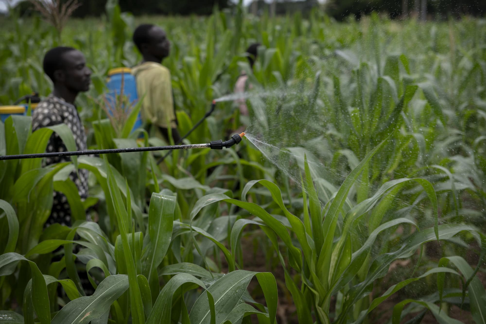 Plant Health and Rapid Response to Protect Food Security and Livelihoods