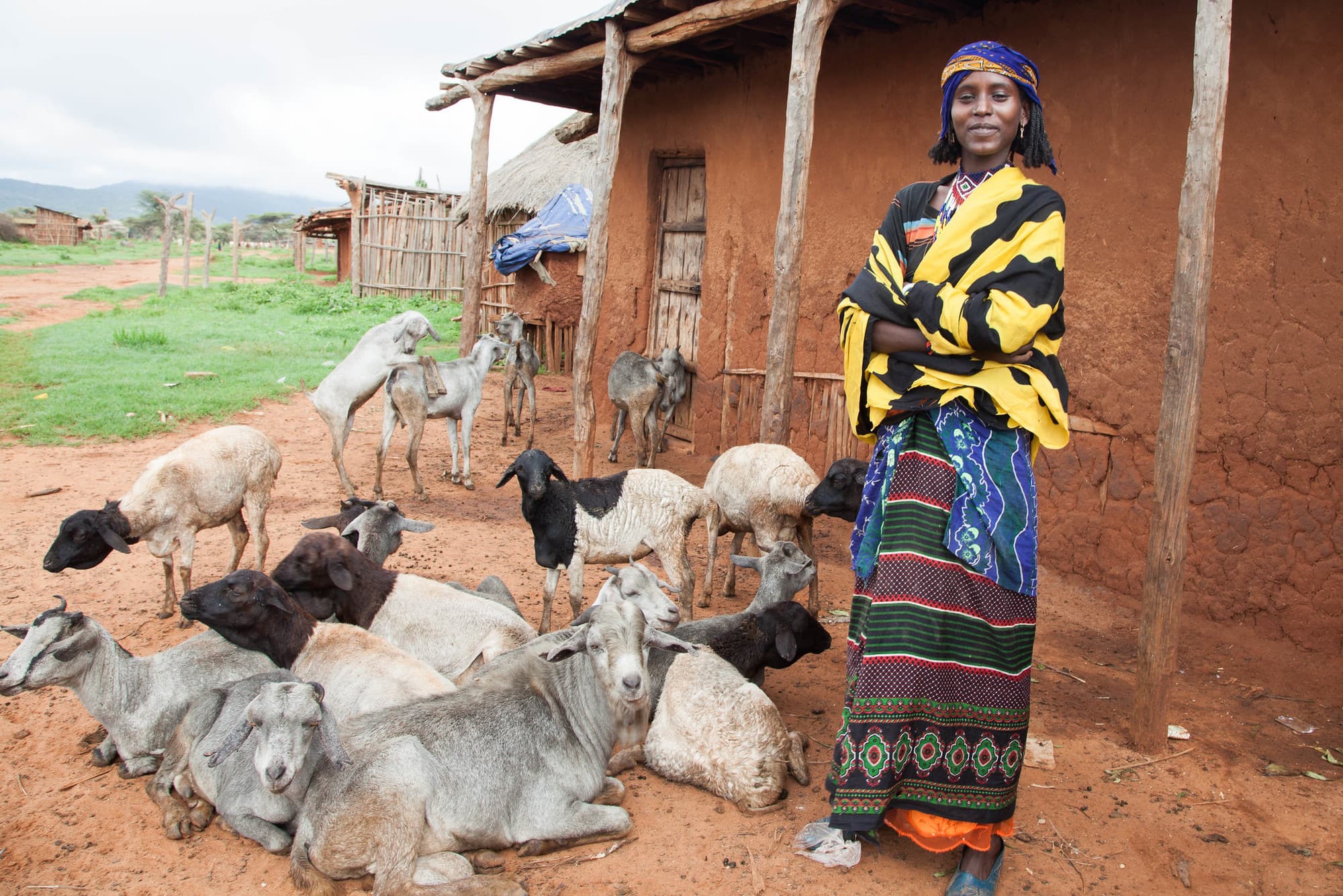 Sustainable Animal Productivity for Livelihoods, Nutrition and Gender Inclusion