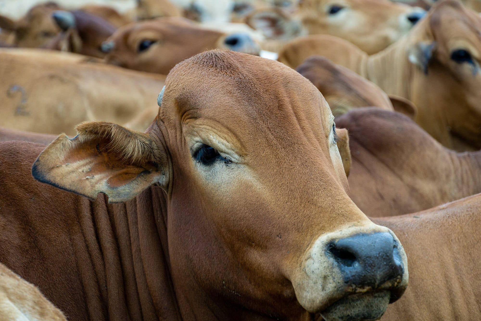 Livestock, Climate and System Resilience