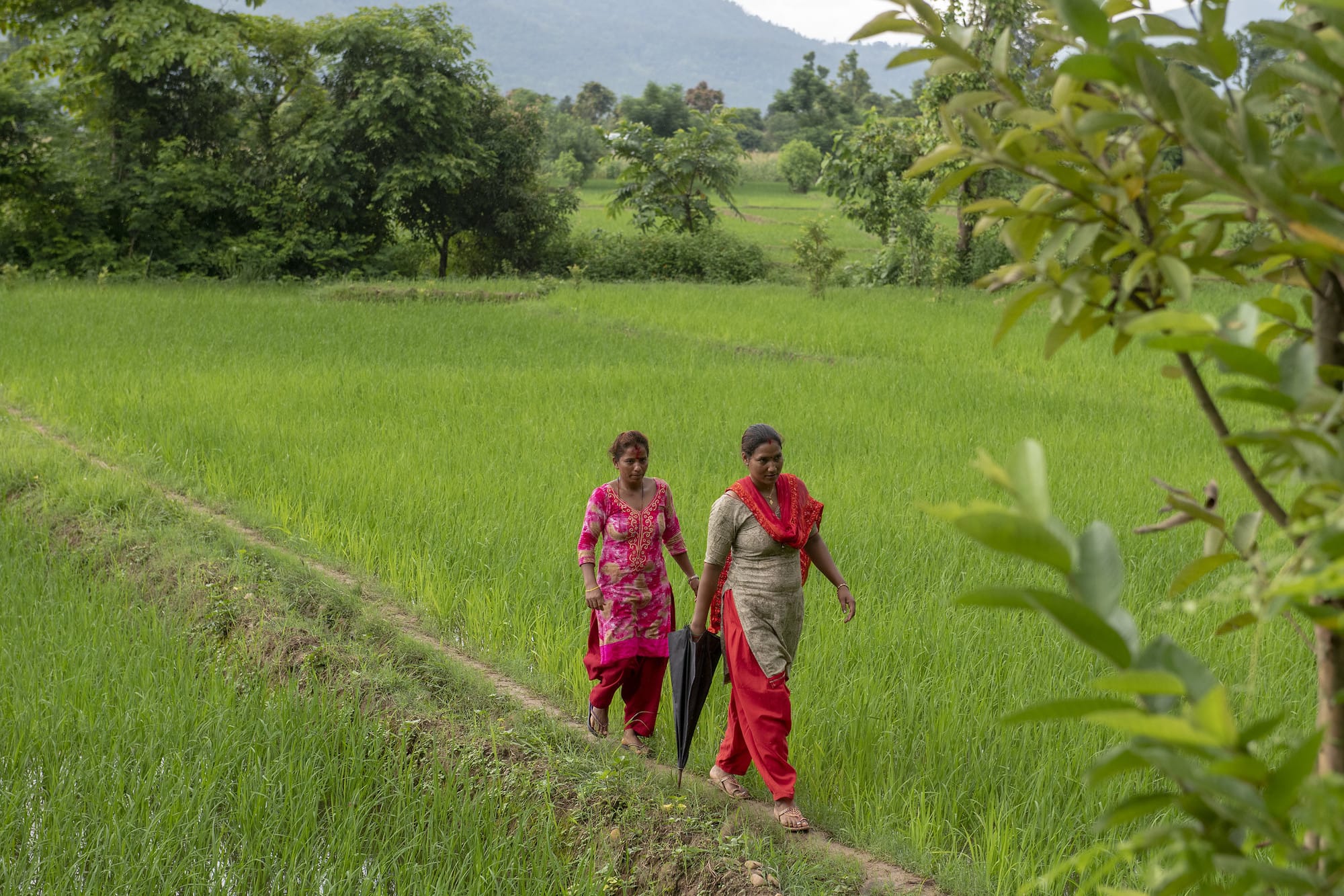 Agroecology backup