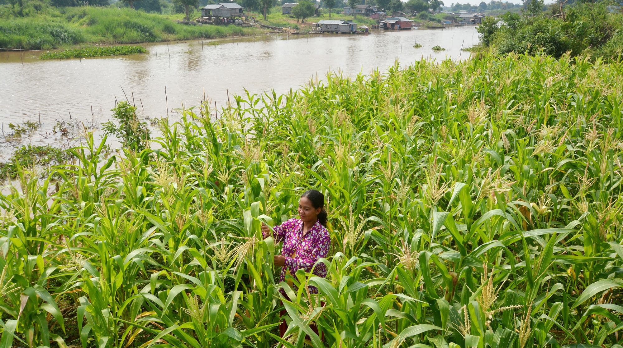 Securing the Food Systems of Asian Mega-Deltas for Climate and Livelihood Resilience