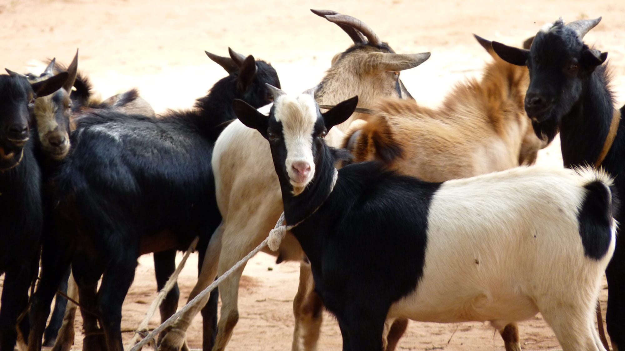 Goats on sale