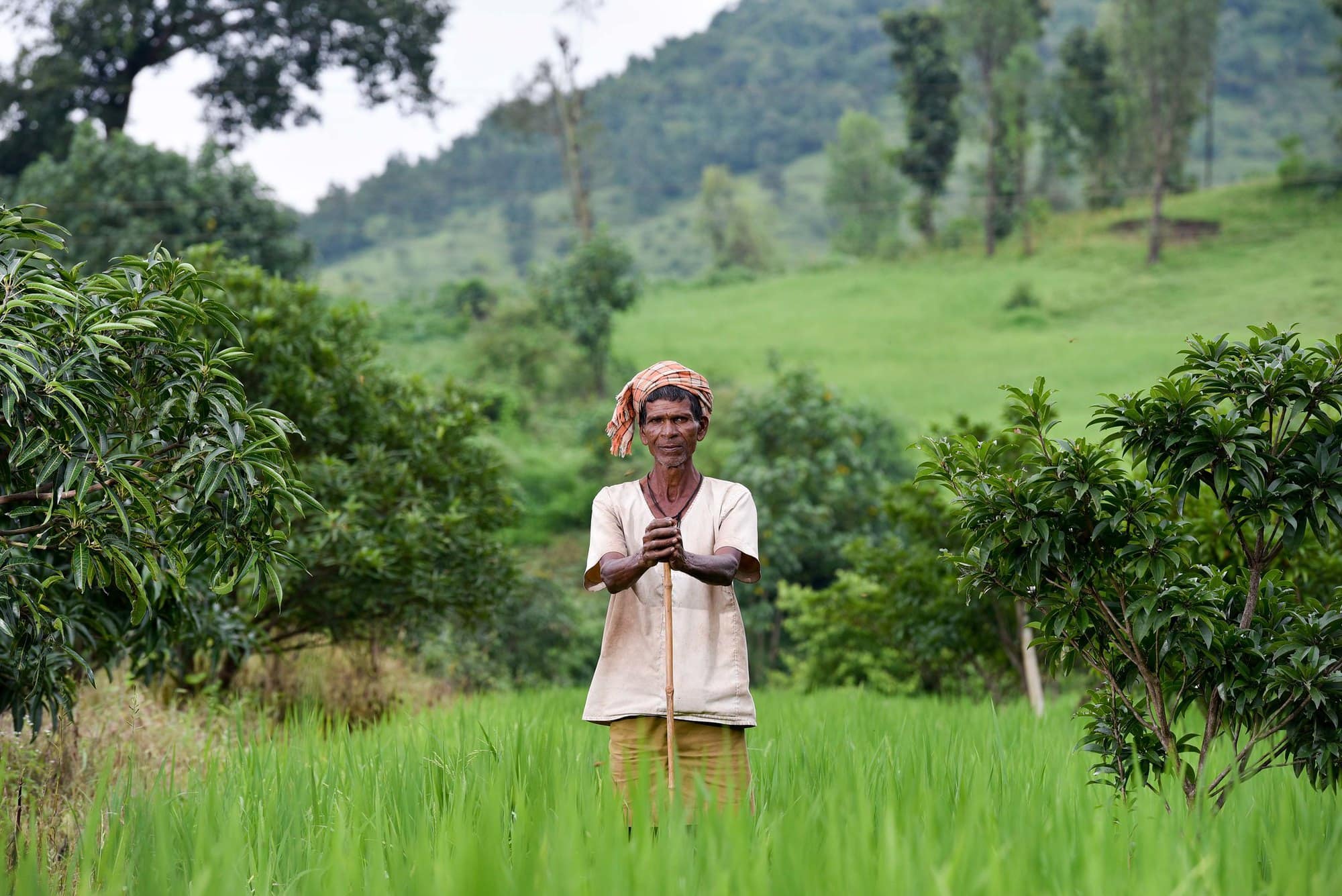 Local agricultural initiatives: sources of resilience in the