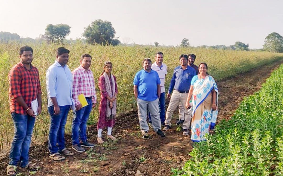 New high-yielding pigeonpea variety set for release in India, more to come (ICRISAT)