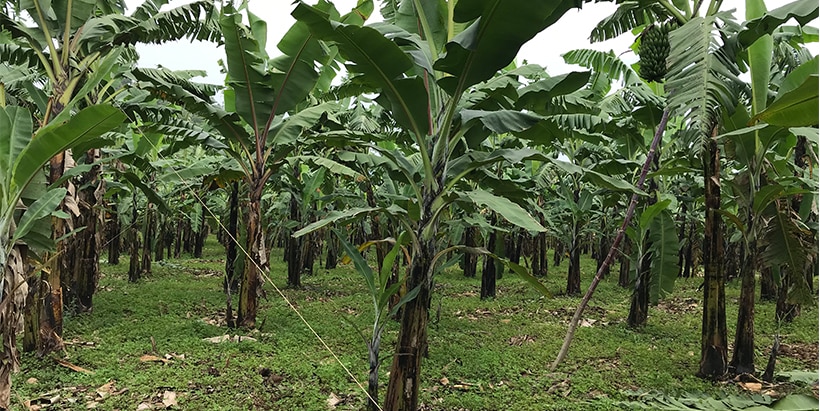 Banana sampling fields (Tanzania-Kilimanjaro region)