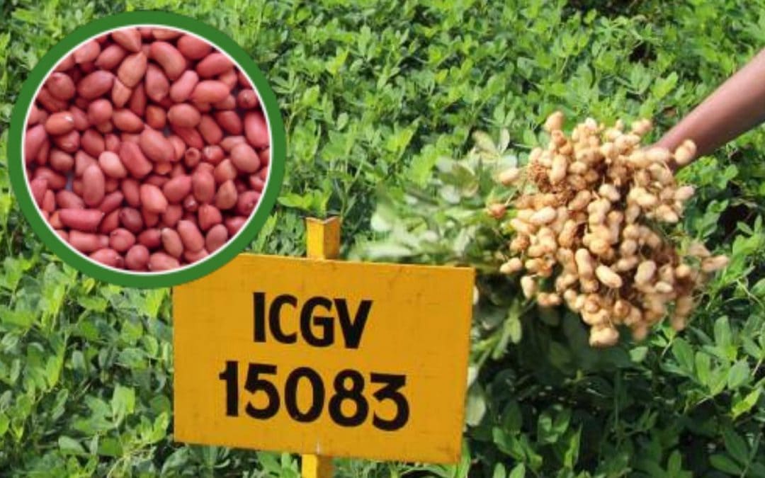 First high oleic groundnut cultivars commercialized in India