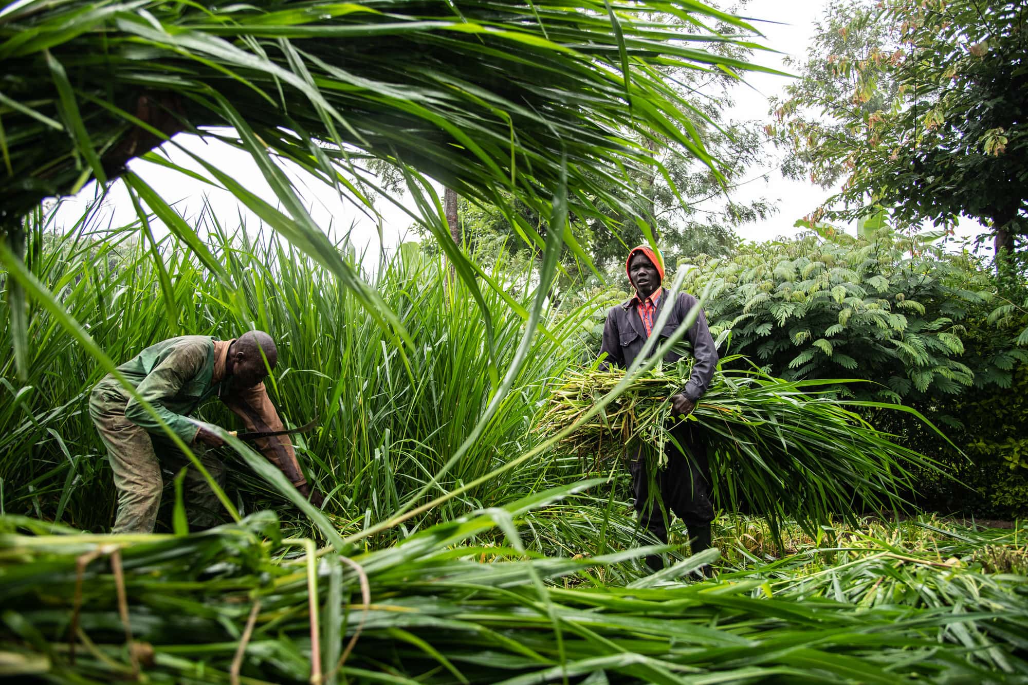 Ukama Ustawi: Diversification for Resilient Agrifood Systems in East and Southern Africa