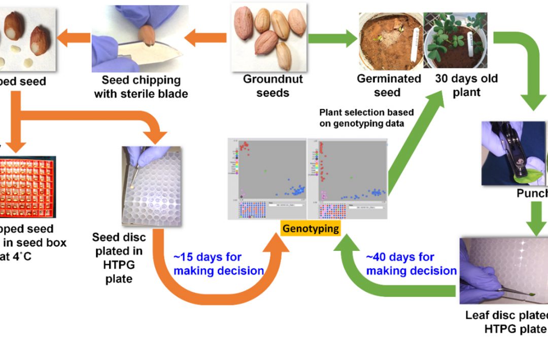 Featured image: Flowchart showing comparison of seed-based genotyping (orange arrows) and leaf-based genotyping (green arrow). Photo: ICRISAT