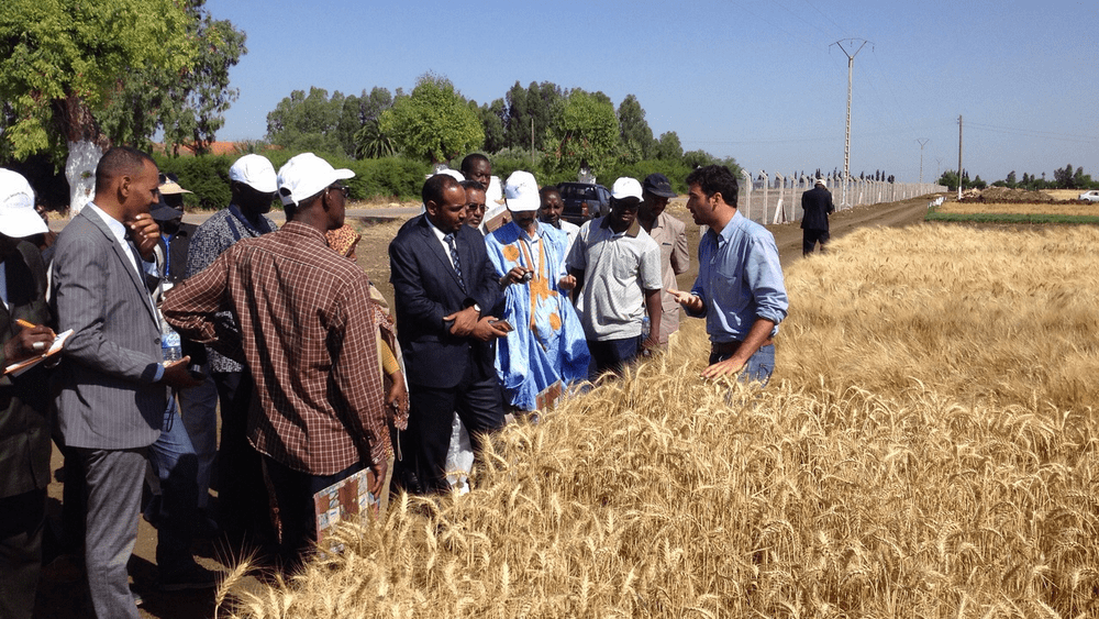 Modernizing crop breeding to safeguard tomorrow’s populations (ICARDA)