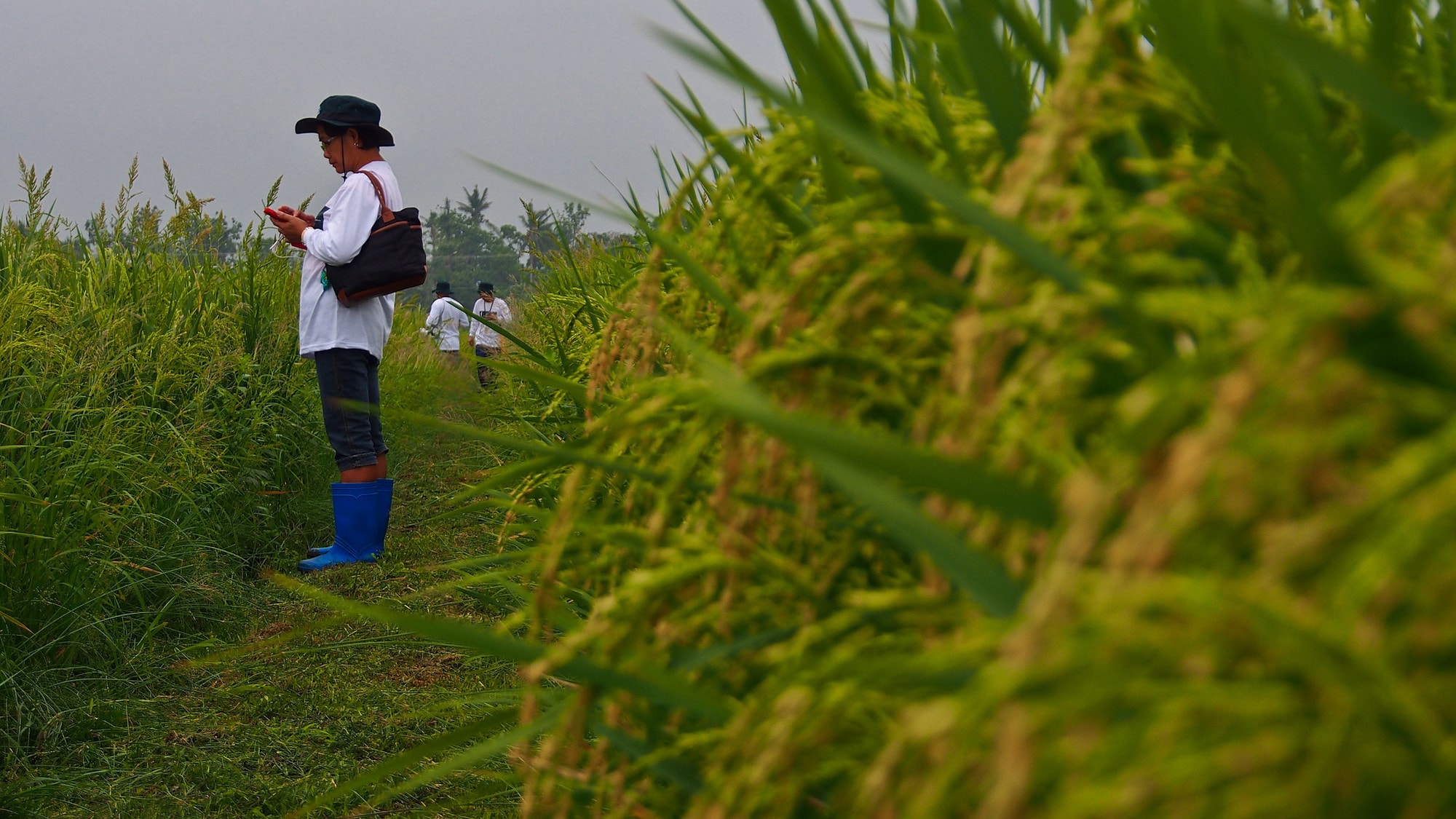 filipino rice farmers