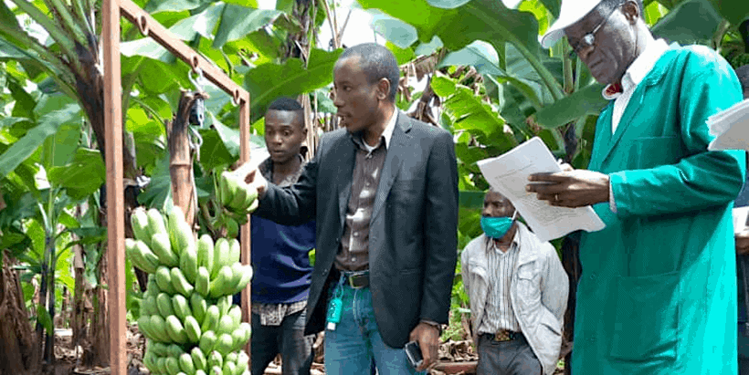 TOSCI officials collecting data from Distinctive Uniformity and Stability Trial before approval for release of the hybrids (Photo by Mpkoki/TARI)