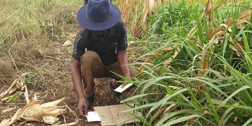 A farmer evaluating a maize and Brachiaria grass intercropped trial site in Katogota.