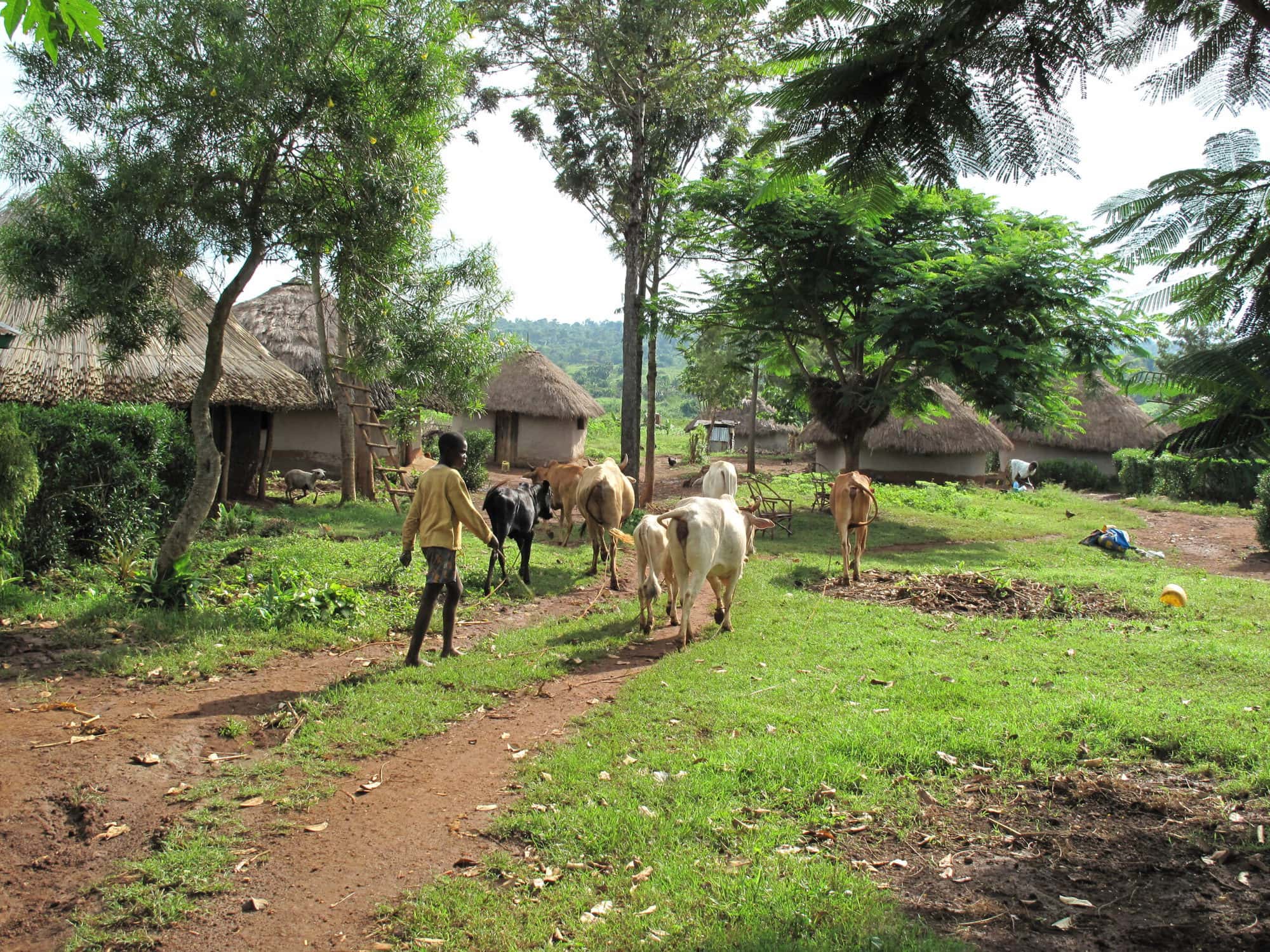 A typical mixed crop-livestock farming household, western Kenya (photo credit: ILRI/Charlie Pye-Smith)