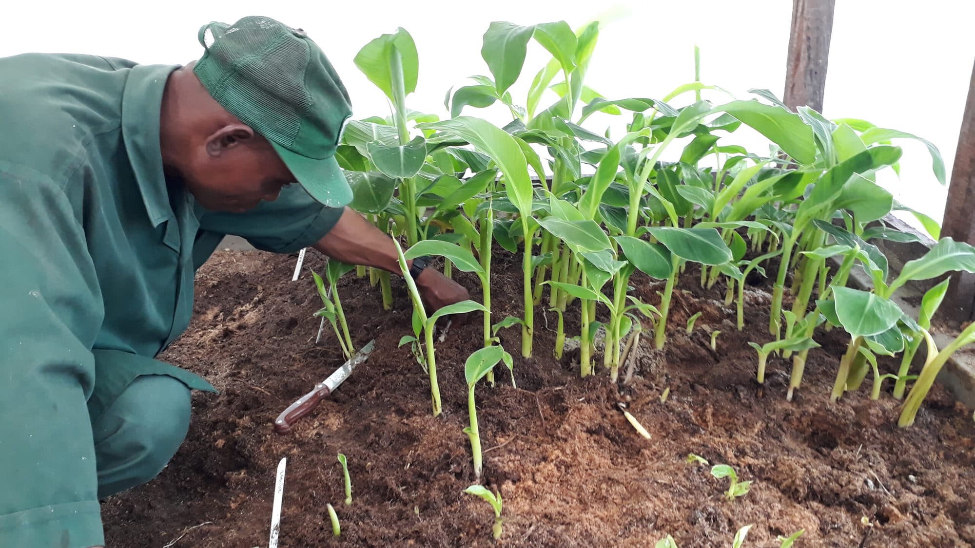 Healthy banana and plantain planting material for Africa