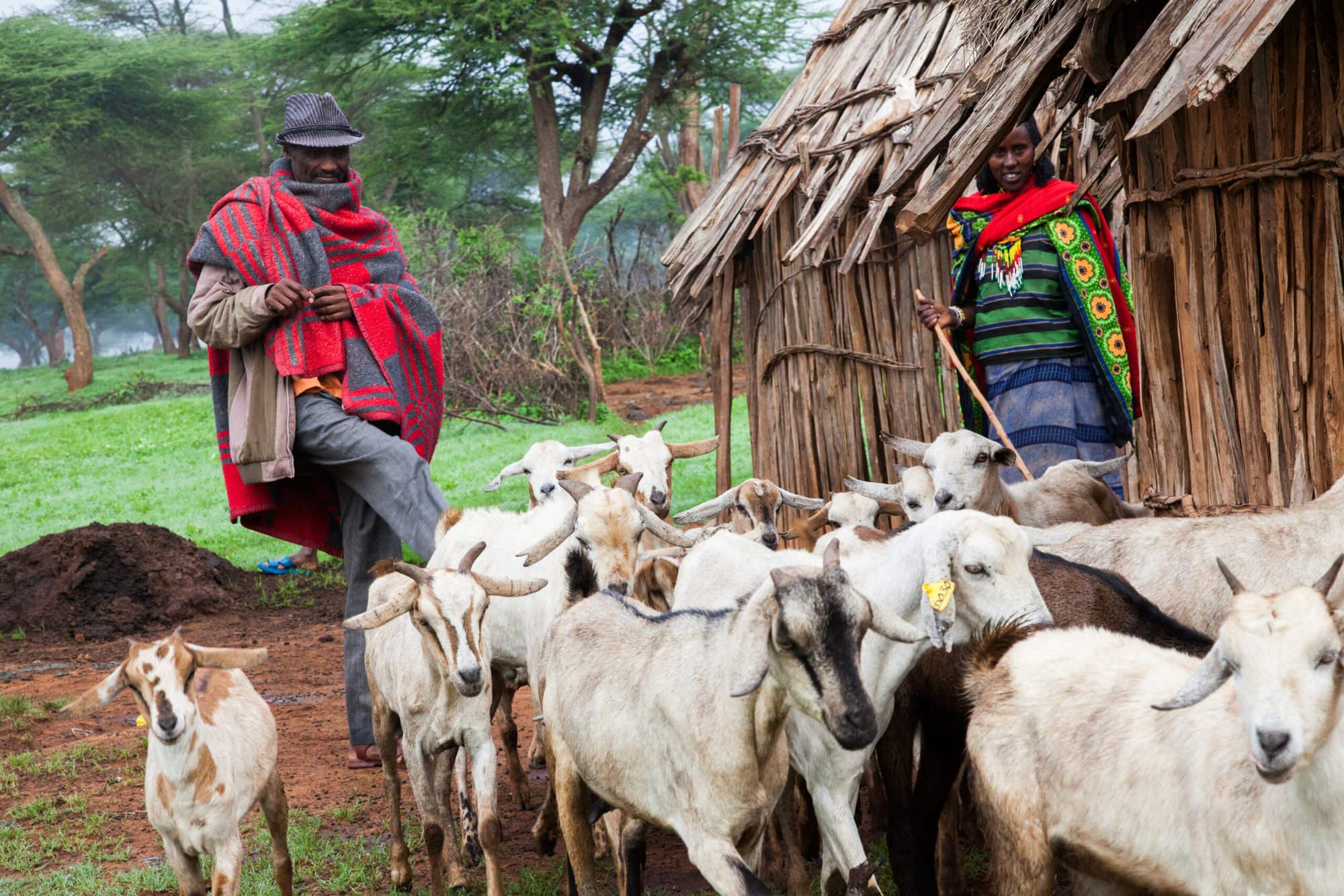 A family leads goats out for grazing in Borana, Ethiopia (photo credit: ILRI/Zerihun Sewunet)