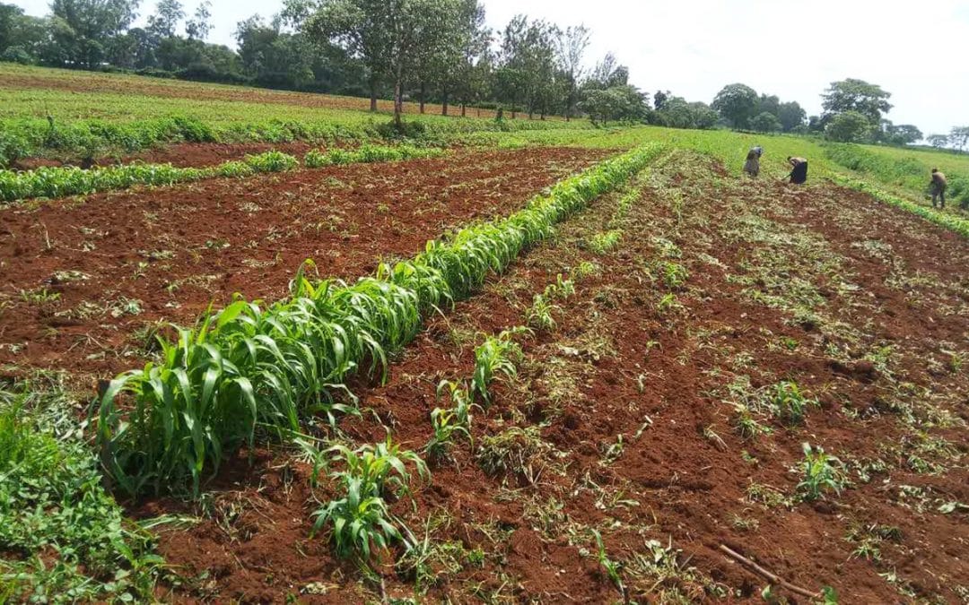 Improving farmers’ livelihoods through upscaling best performing sorghum varieties for seed production and commercial products in western Kenya