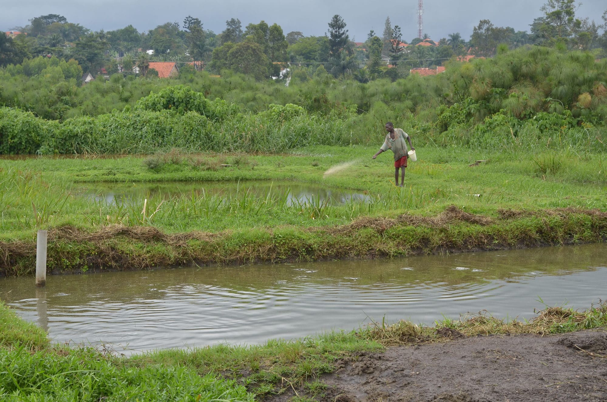 Photo credit: Feeding fish at Shalom Fish Farm, Kampala, Uganda (WorldFish/Jens Peter Tang Dalsgaard)