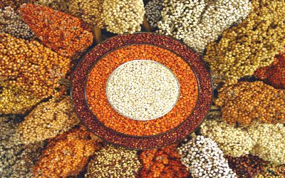 Millet consumption survey provides largest baseline for India