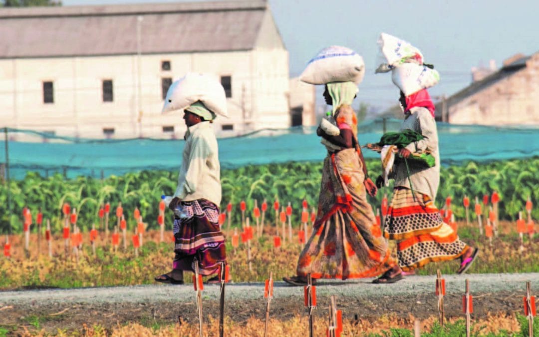 What can international agricultural research for development learn from the Andhra Pradesh chickpea revolution?