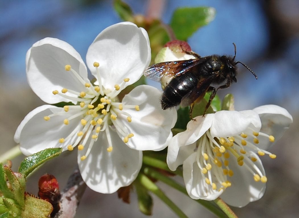 A sustainable way to protect pollinators and raise farmer incomes