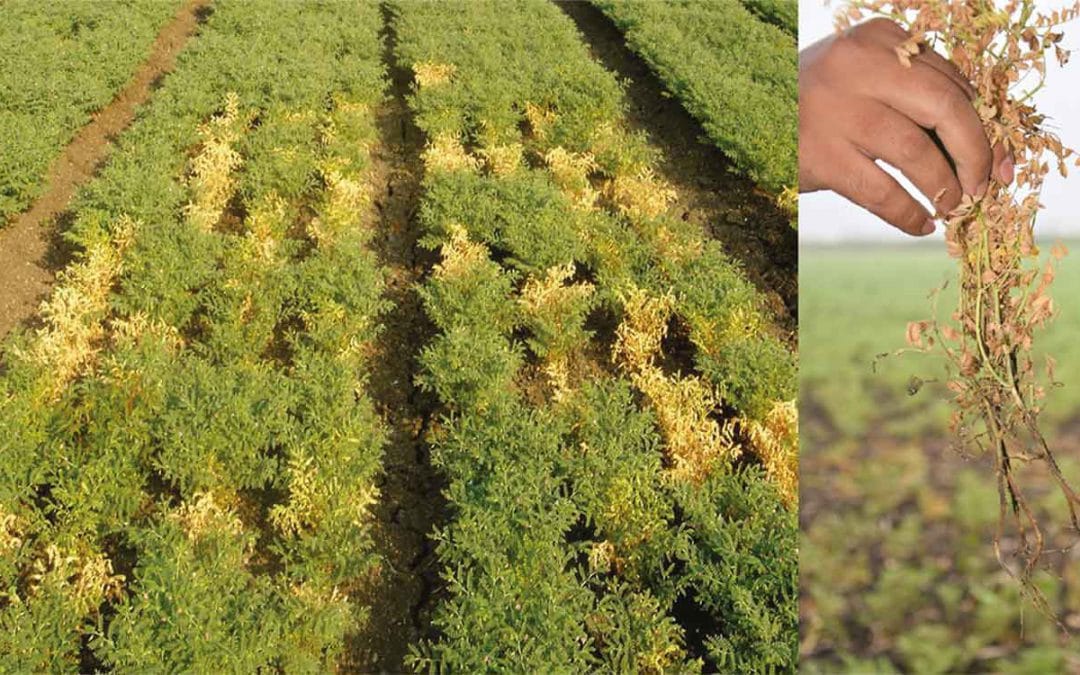 ICRISAT’s plant health researchers mine genes to defend chickpea against a deadly pathogen
