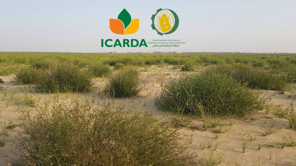 ICARDA Signs MOU with the Islamic Organization for Food Security