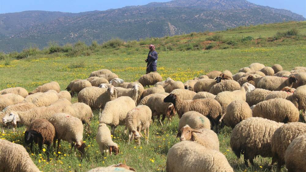 solution against gastrointestinal worms in sheep.