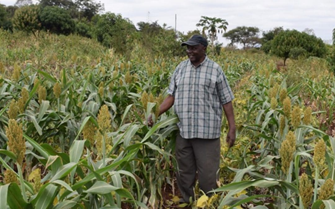 New drought-tolerant varieties rekindle hopes of food security in drought-prone Makueni County