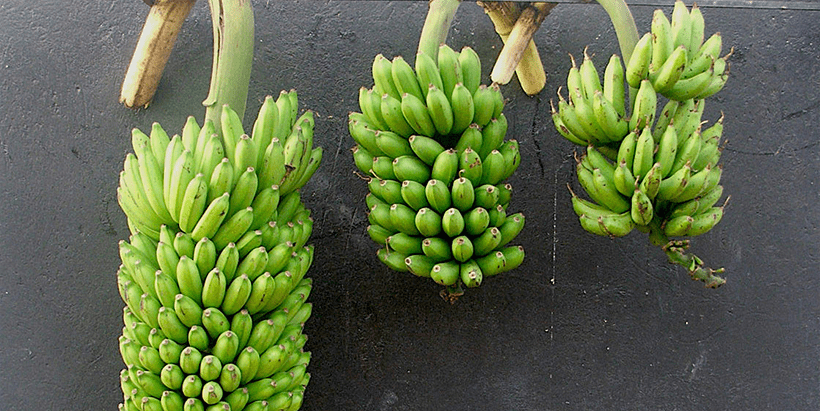 High yielding NARITA compared to its parents.