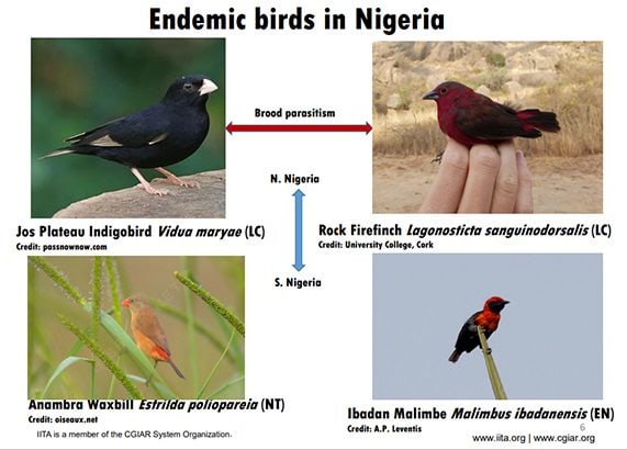 The four endemic birds in Nigeria.