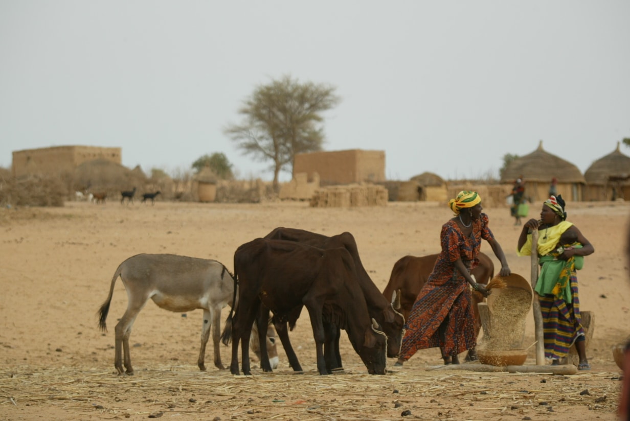 Village women and livestock in Niger (photo credit: ILRI/Stevie Mann).