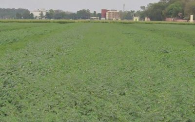 New climate-resilient, disease-resistant chickpea varieties coming farmers’ way