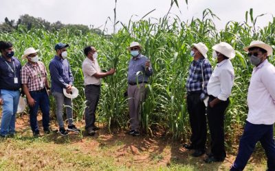 Young farm entrepreneurs look at high-biomass sorghum and pearl millet for biofuel feedstock