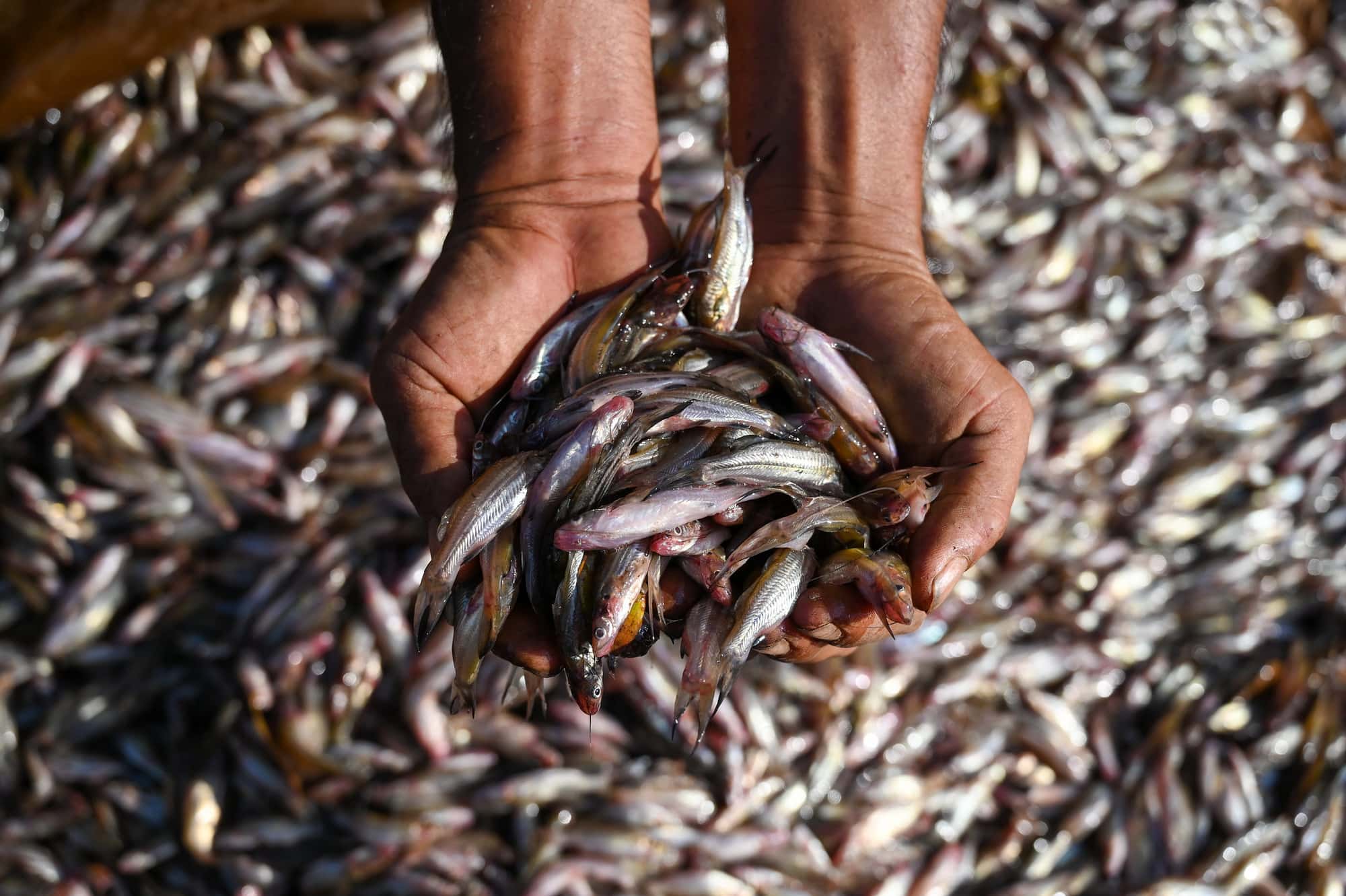 Aquatic foods are a major source of protein, micronutrients and essential fatty acids. Photo by Neil Palmer