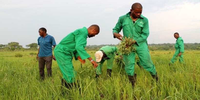 Youth engagement in agriculture can alleviate poverty and unemployment.