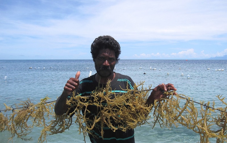 A farmer with seaweed in its culture site in Atauro Island, Timor-Leste. Photo by Jharendu Pant.