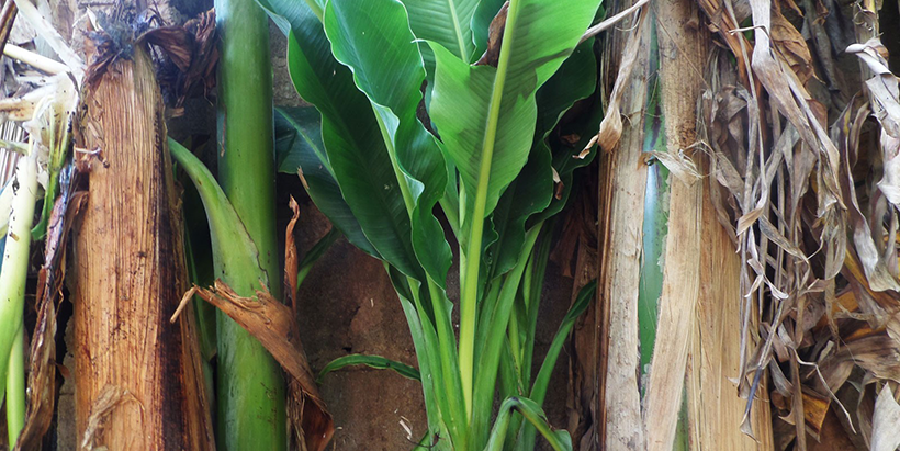 Fresh banana plants exhibiting subtle Bunchy top symptoms. (Photo: L. Kumar/IITA)