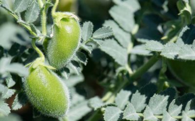 A new publication in Nature Reports on a toolkit for improved chickpea varieties