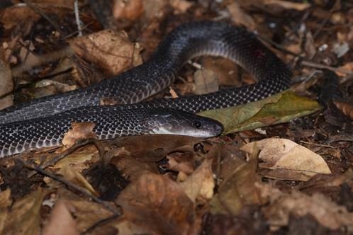 An African House Snake sighted in the IITA Forest Reserve, Ibadan. Photo: A. Ajayi