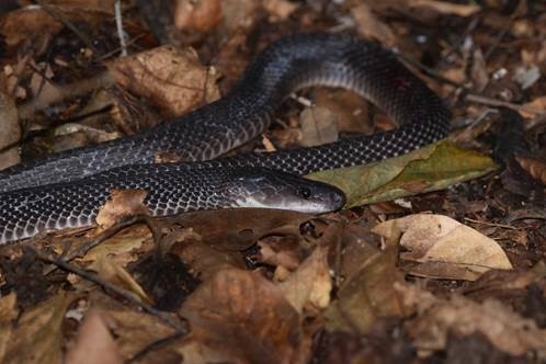 african house snake