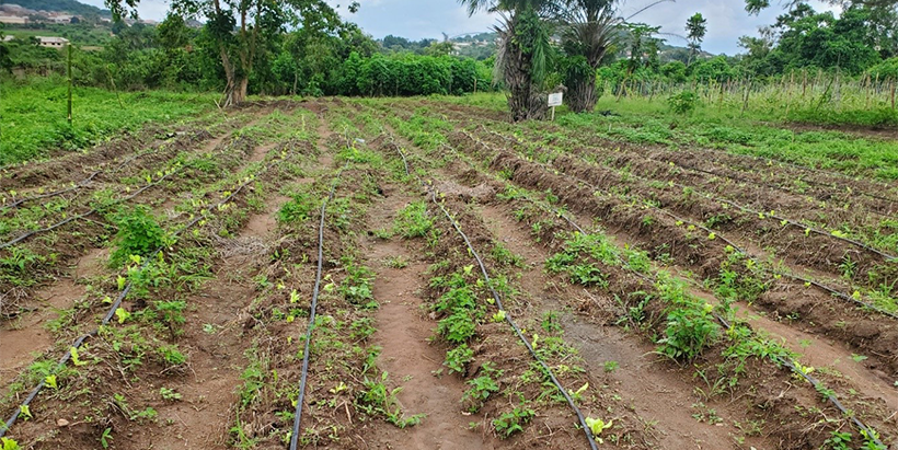 ENABLE-TAAT NYSC demonstration site at NYSC Oyo camp.