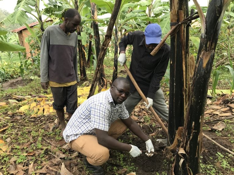 IITA among $100,000 Growth Grant finalist for Seeding The Future Global Food System Challenge