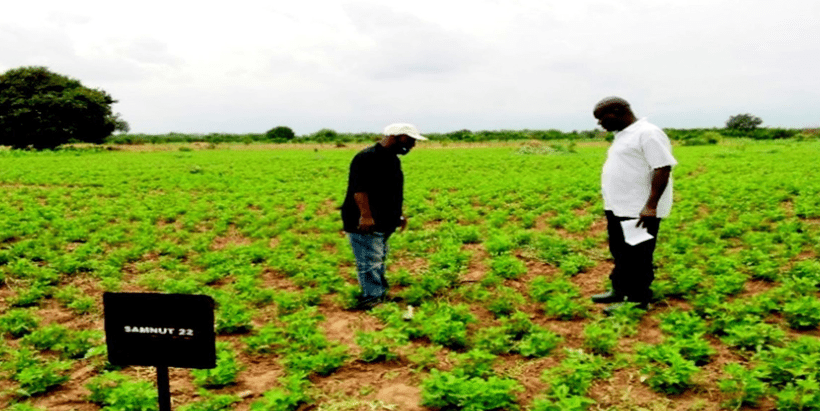 Activity field officers inspecting one of the IAA-NASC supported seeds demonstration plot in Adamawa State.