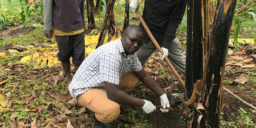 The IFT award is for IITA’s project on integrating AMF as bio-inoculants to boost banana production in the East African Highlands.