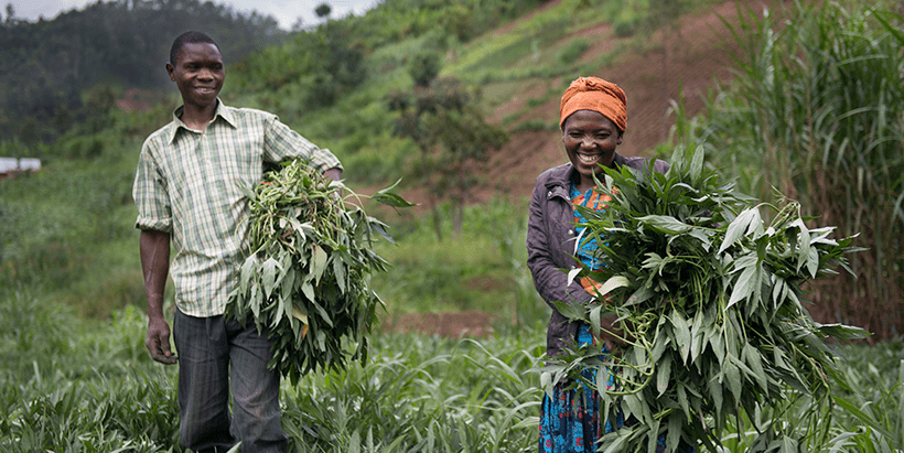 Couple holding sweet potato vines (planting material). Credit: CIP/H. Rutherford