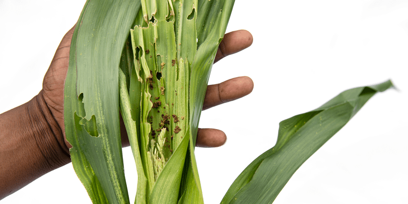 The fall armyworm destroys maize crops.