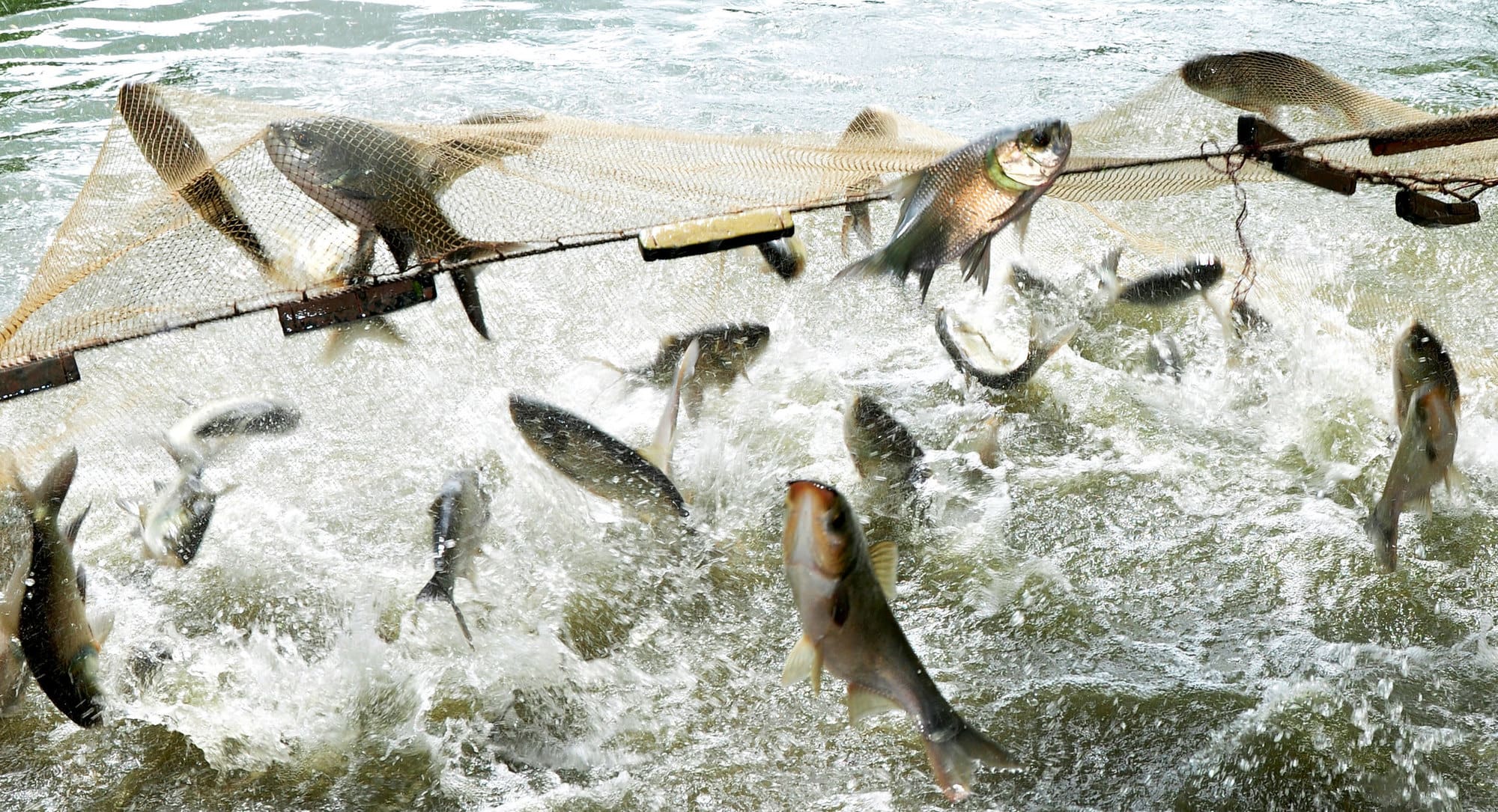 The CGIAR Research Program on Fisheries Agri-Food Systems (FISH) came to a successful conclusion after providing five years of evidence. Photo by Balaram Mahalder