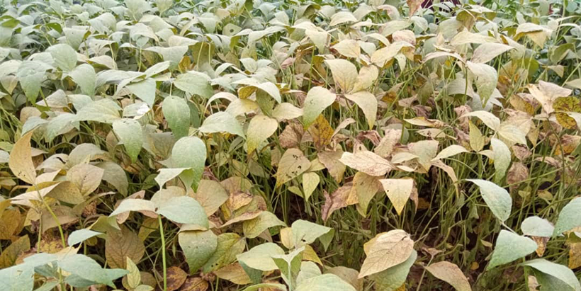 Diseases such as the soybean rust threaten the crop’s yield and production in SSA.